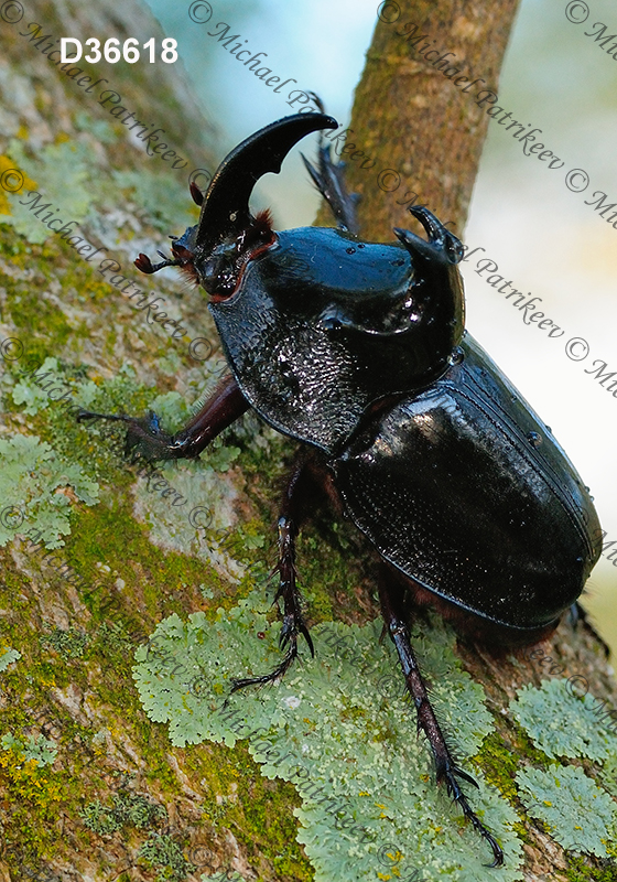 Black Pan Beetle (Enema pan)